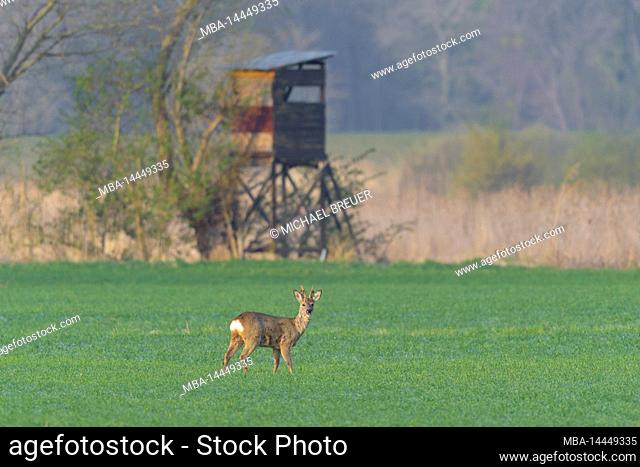 Roebuck (Capreolus capreolus) in a grain field in spring, in the background a raised hide, April, Hesse, Germany, Europe