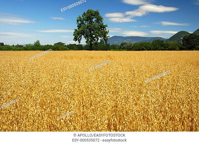Field with golden ripe oats, Switzerland