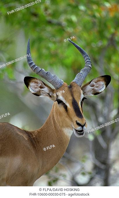 Black-faced Impala Aepycerus melampus petersi Close up of head