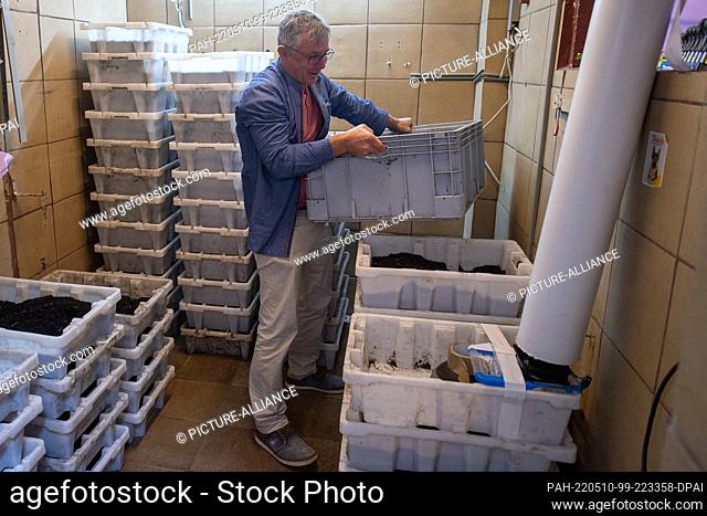 PRODUCTION - 02 May 2022, Hessen, Rheinheim: Worm farmer Benjamin Fröse converts a box of worms in his company Bestworm. Business can be done with garden soil...