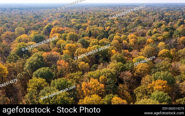 Polish part of Bialowieza Forest to east from Hajnowka aerial view, Podlaskie Voivodeship, Poland, Europe
