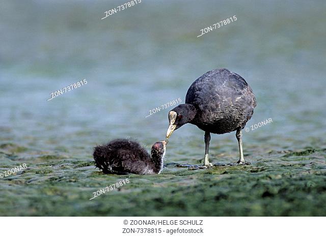 Eurasian Coot feeds baby bird
