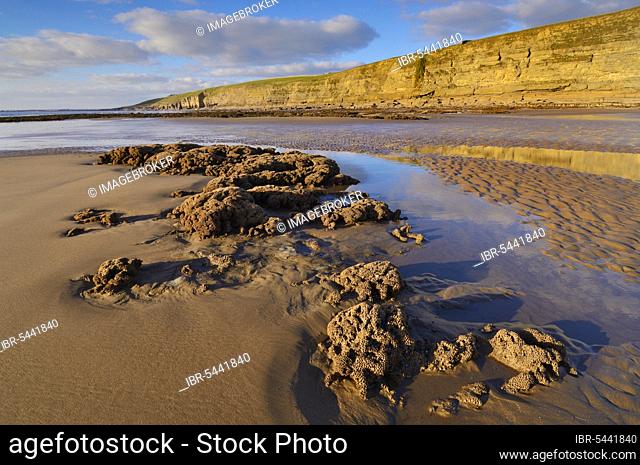 The honeycomb worm reef in Dunraven Bay in the winter sun at Southerndown on the Glamorgan Heritage Coast, Wales, UK