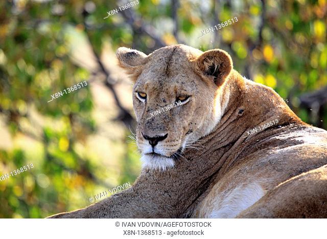 Lion Panthera leo, Kidepo national park, Uganda, East Africa