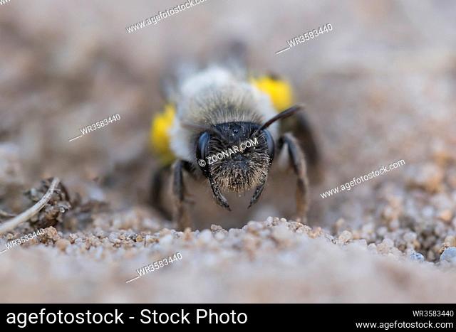 Weidensandbiene, Andrena vaga, Sandy Bee