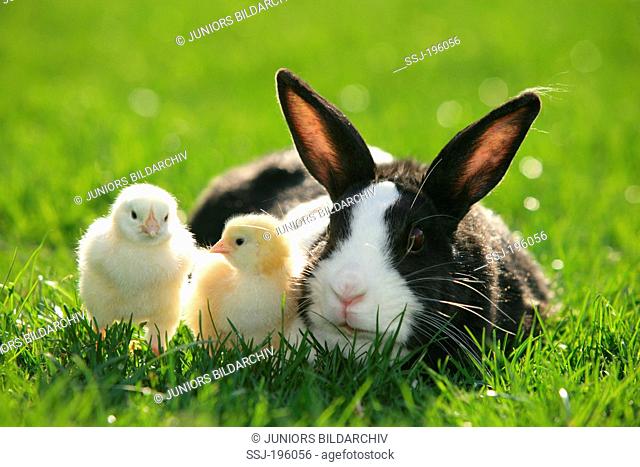 Netherland Dwarf rabbit Adult in grass with chicks Germany