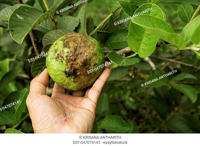 Hand touching rotten guava with tree of guava in the garden