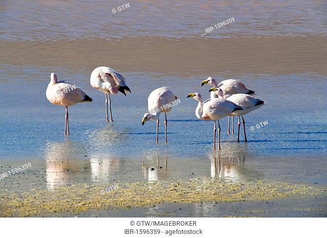 Group of Puna or James’s Flamingos (Phoenicoparrus jamesi), Laguna Colorada, Potosi, Bolivia, South America