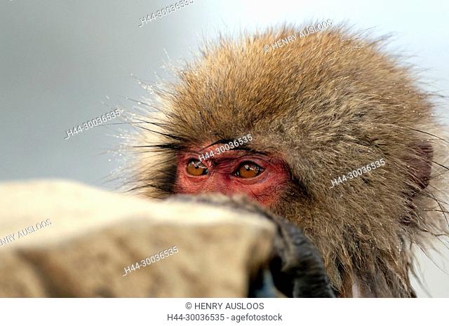 Japanese macaque or snow japanese monkey, portrait, Macaca fuscata, Japan