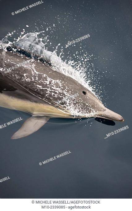 A Common Dolphin swimming along the surface of the water in the Pacific Ocean, California, USA