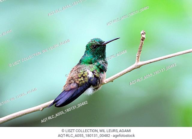 Copper-rumped Hummingbird perched on branch Tobago, Copper-rumped Hummingbird, Amazilia tobaci
