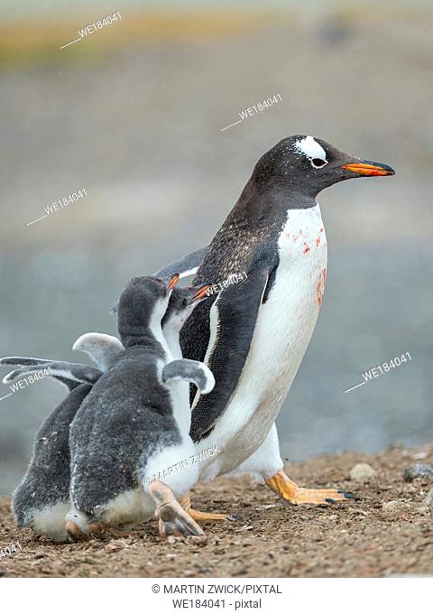 Chick chasing parent, typical behaviour, parent runs away to increase the endurance of the chicks. Gentoo penguin (Pygoscelis papua) on the Falkland Islands