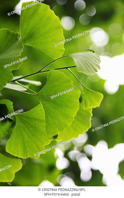 Ginkgo biloba (Ginkgoaceae) leaves, close up