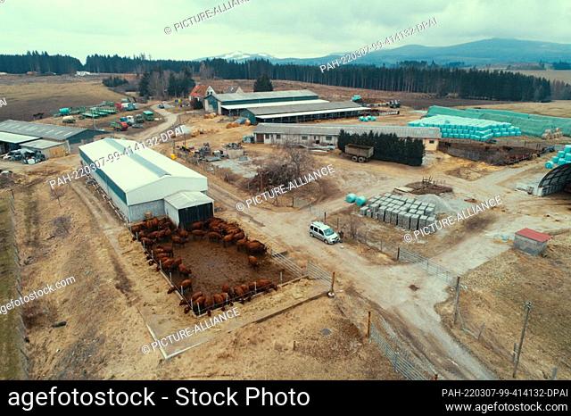06 March 2022, Saxony-Anhalt, Königshütte: View of the farm of Brockenbauer Thielecke, taken with a drone. More than 130 calves are currently being born on the...