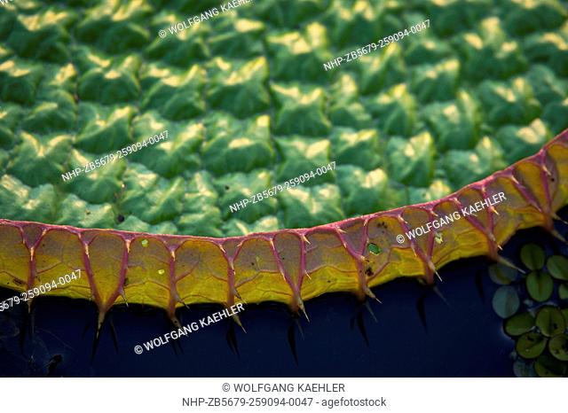 View of Victoria amazonica giant water lily leaf with spiny edges at Porto Jofre in the northern Pantanal, Mato Grosso province in Brazil
