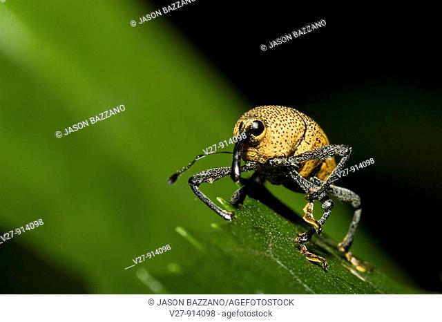 Yellow weevil, order Coleoptera, family Curculionidae  Photographed in the mountains of Costa Rica