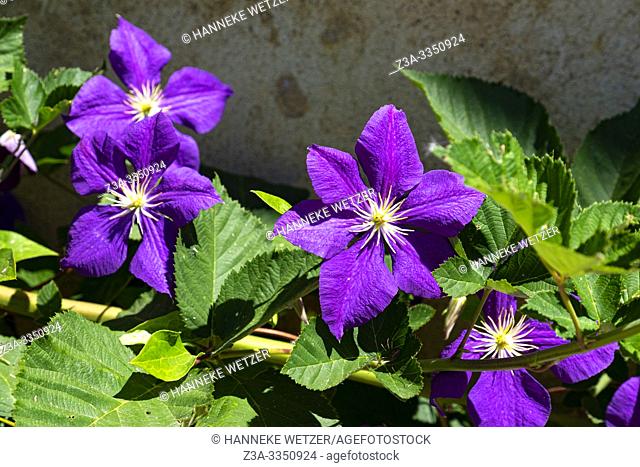 Purple flower in a garden in France, Europe