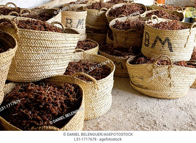 Dried Moscatel grapes in baskets, Lliber, Alicante, Spain