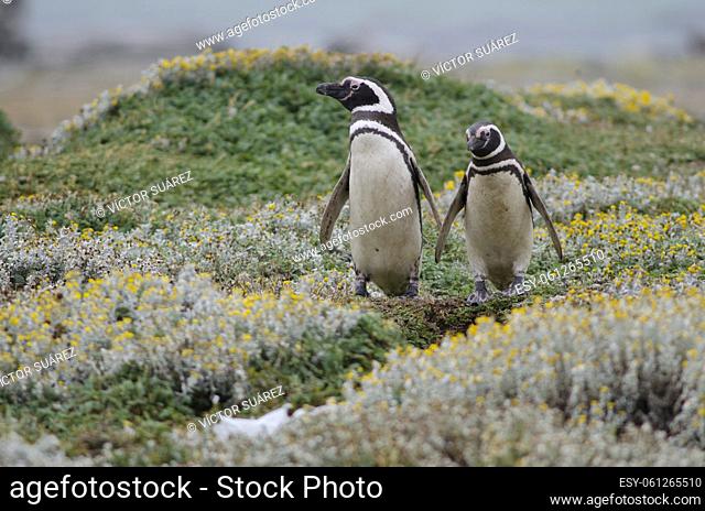 Magellanic penguins (Spheniscus magellanicus). Otway Sound and Penguin Reserve. Magallanes Province. Magallanes and Chilean Antarctic Region. Chile