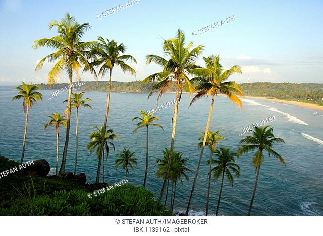 Coconut palm trees above a bay, Talalla near Dondra, Indian Ocean, Ceylon, Sri Lanka, South Asia