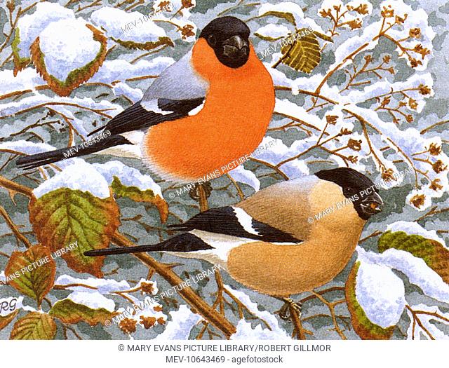 A pair of Bullfinches perched on the snow covered branches of a tree