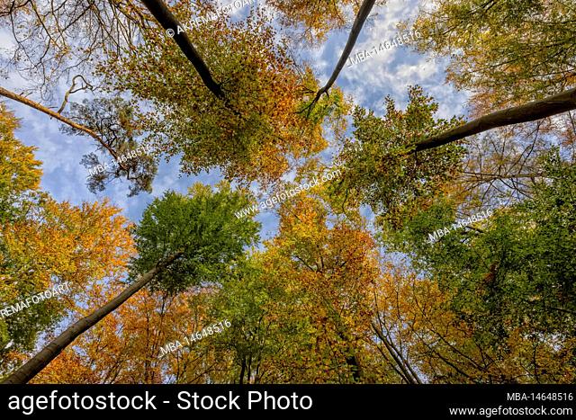 In the beautiful beech forest in autumn in Wilschenbruch near Lüneburg
