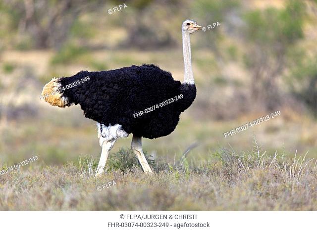 South African Ostrich Struthio camelus australis adult male, walking, Mountain Zebra N P , Eastern Cape, South Africa