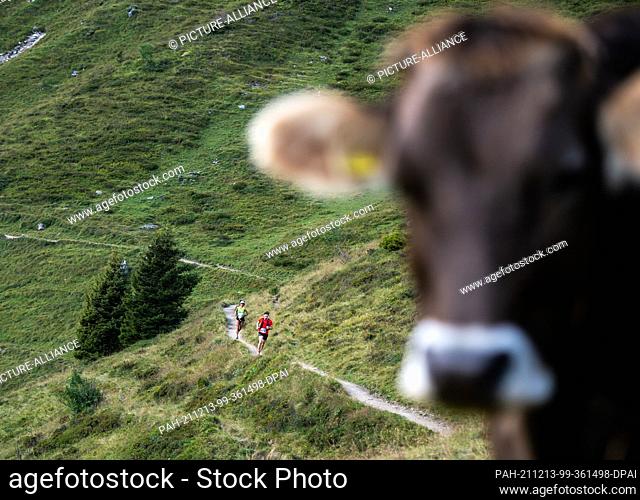 10 September 2016, Switzerland, Arosa: Participants of the Arosa Trail Run in action. In the foreground, a cow looks into the photographer's camera