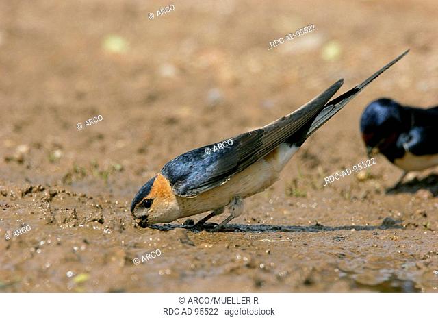 Red-rumped Swallow collecting nesting material, Spain, Hirundo daurica
