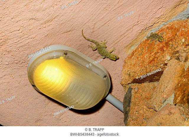 Common wall gecko, Moorish gecko, Moorish Wall Gecko, Salamanquesa, Crocodile gecko, European common gecko, Maurita naca gecko (Tarentola mauritanica)