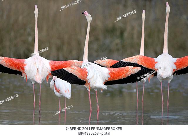 Greater flamingos (Phoenicopterus roseus), several birds with outstretched wings, group courtship, Camargue, Southern France, France