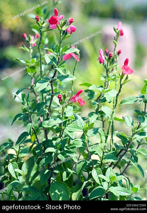 Pfirsichsalbei; Salvia greggii; Peach