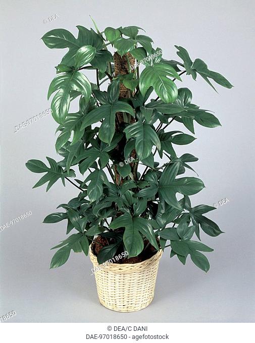 Houseplants - Araceae. Philodendron 'Xanadu' or 'Winterbourn'