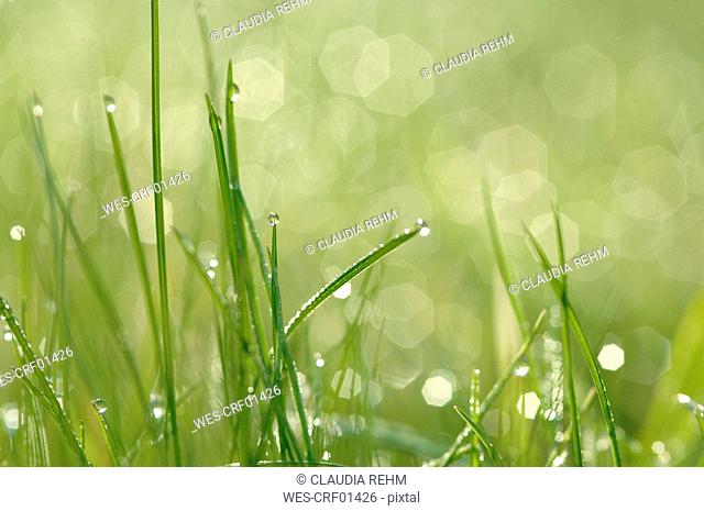Meadow, Water droplets on grass
