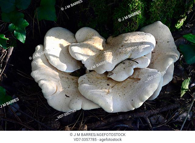 Paxillus panuoides or Tapinella panuoides growing on a trunk. This photo was taken in Montseny Biosphere Reserve, Barcelona province, Catalonia, Spain