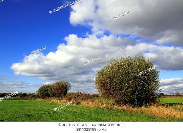 Landscape with pollarded willows (Salix spec.) in autumn, Kluetzer Winkel, Nordwestmecklenburg county, Mecklenburg-Western Pomerania, Germany, Europe