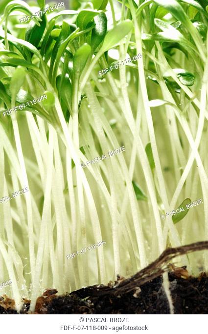 Close-up of Watercress sprouts growing on a patch of soil