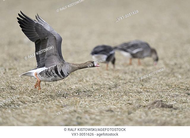 White-fronted Goose( Anser albifrons ), taking off from a stubble field with to feeding geese in the background, wildlife, Europe