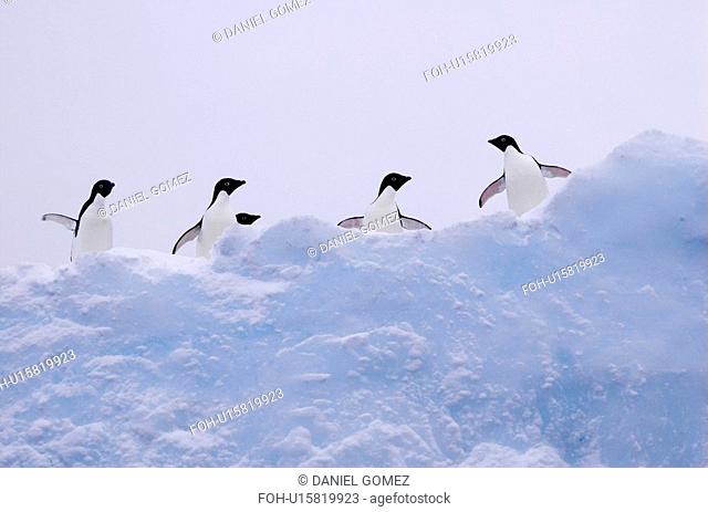 Adelie penguins Pygoscelis adeliae on iceberg, near Danco Island, Antarctic Peninsula