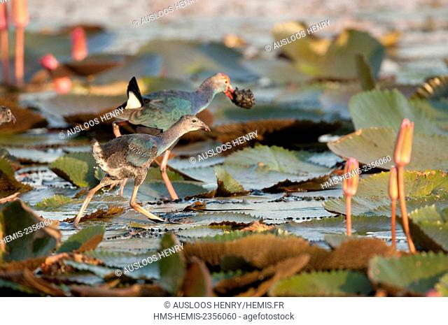 Thailand, Purple Gallinule (Porphyrio Porphyrio poliocephalus)