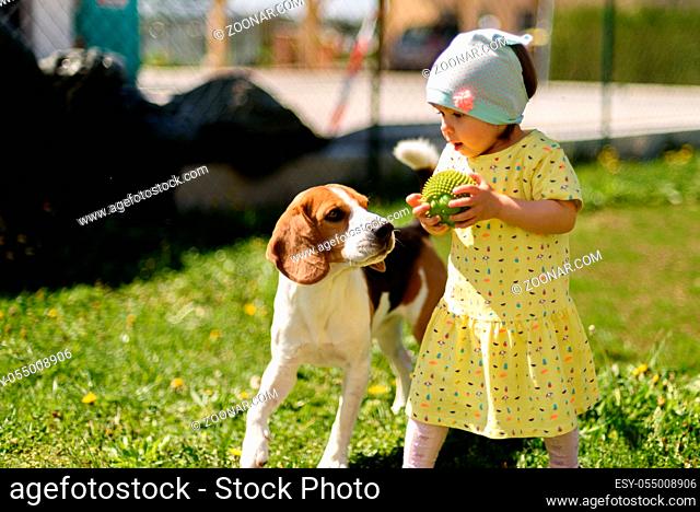 Little girl child playing in sunny day in backyard with her best friend beagle dog. Child friendly dog concept