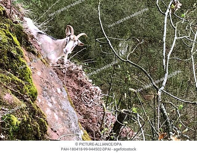 HANDOUT - 16 April 2018, Collenberg, Germany: A white goat (top right) standing in a ledge in a steep quarry of a nature reserve