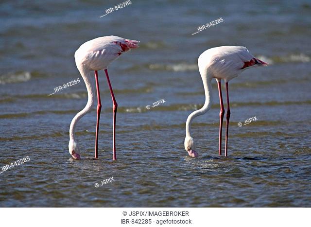 Pink Flamingoes (Phoenicopterus ruber roseus), adult, searching for food in water, Walvis Bay, Namibia, Africa