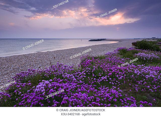 Thrift (Armeria maritima) growing along the beach in spring at Selsey, West Sussex, England