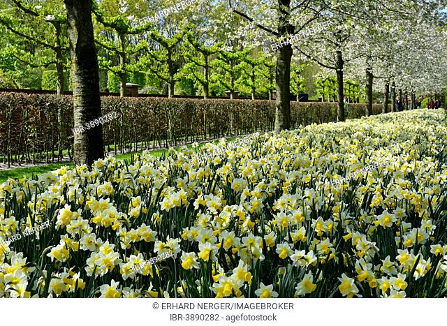 Daffodils (Narcissus hybrids) in Keukenhof, also known as the Garden of Europe, Lisse, South Holland, The Netherlands