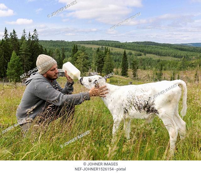 Man feeding calf on pasture
