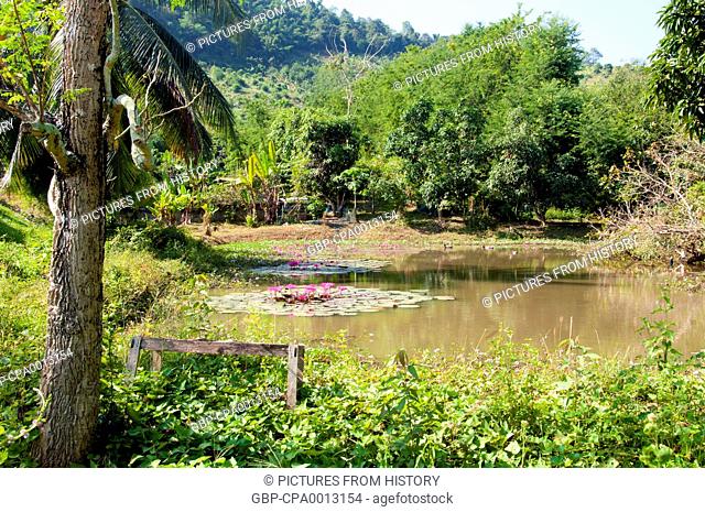 Thailand: A lotus-filled pond at Ban Hat Bia by the Mekong River, Loei Province