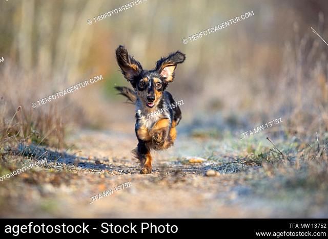 running Rabbit Dachshund