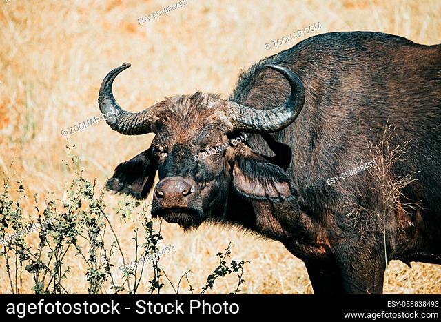 African Cape Buffalo at Chobe national park, Botswana safari wildlife