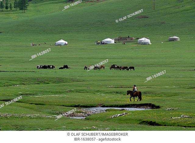 Mongolian child riding on a horse towards a summer camp of the nomads with a yak herd, ger or yurts round tents, in a lush green grass landscape near the...
